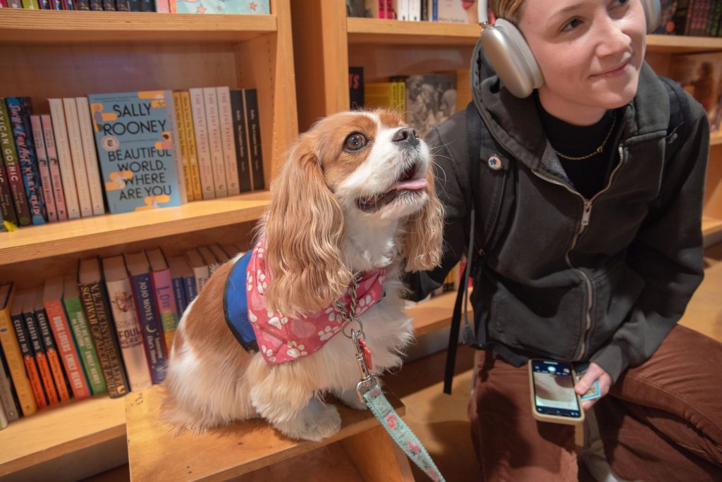 Showing off her elegance and putting on her best smile for the cameras, this King Charles Cavalier greets students as the first enter. She put herself on a pedestal by climbing up on the BookZone’s stool so that everyone in the room could admire her.