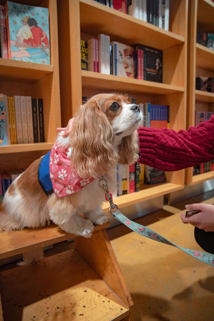Showing off her elegance and putting on her best smile for the cameras, this King Charles Cavalier greets students as the first enter. She put herself on a pedestal by climbing up on the BookZone’s stool so that everyone in the room could admire her. Photographed by Eliza Loventhal/Bruinlife