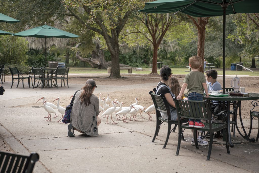 A woman kneels down to feed some beignet to a group of white ibises while some children watch. White ibis can be found on the Gulf Coast. Photographed by Emily Chandler/BruinLife.