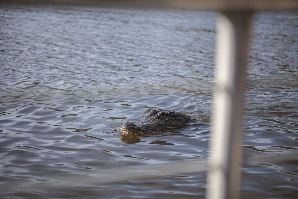 A number of alligators approach the edges of our tour boat, awaiting their daily food source which is tossed overboard by the captain. Photographed by Emily Chandler/BruinLife.