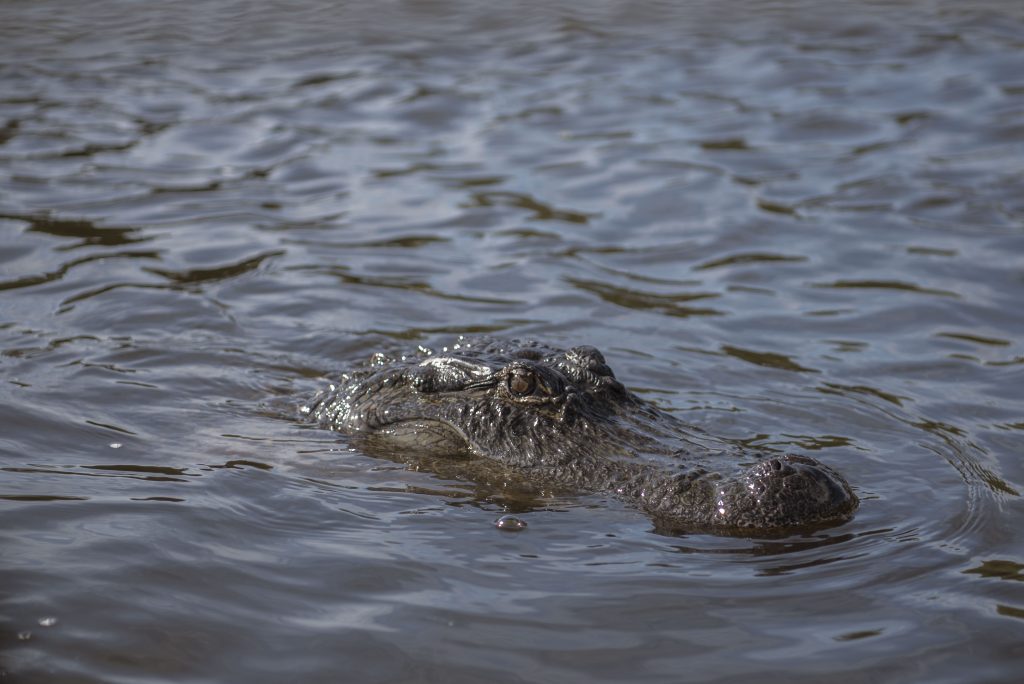 An alligator takes a swim on the river's surface. Alligators are born with a third eyelid that protects their eyes while they swim. Photographed by Emily Chandler/BruinLife.