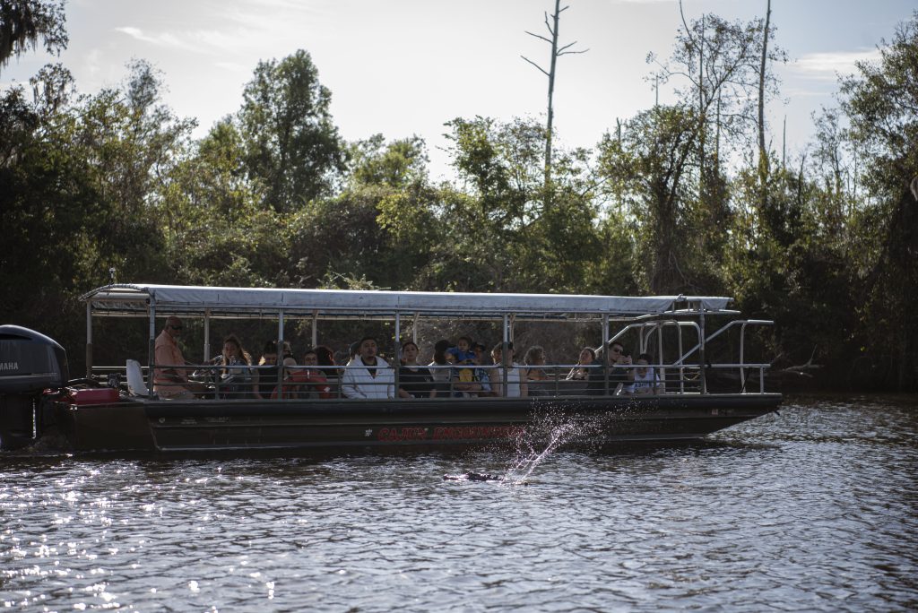 An alligator splashes across the surface of the river attempting to catch a piece of food thrown from the passing tour boat. Photographed by Emily Chandler/BruinLife.