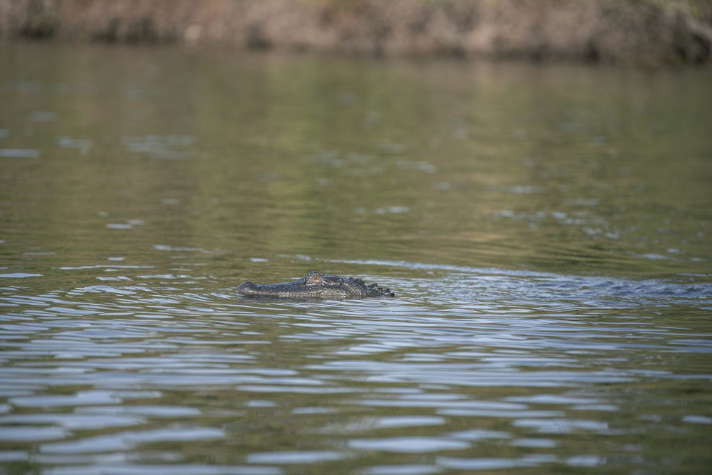 An American alligator cooling off in the river from the day's sunny rays. New Orleans is home to this majestic species. Photographed by Emily Chandler/BruinLife.