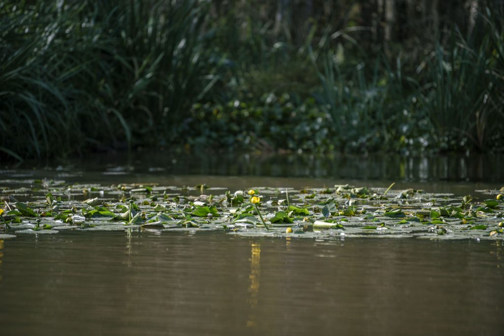 Lily pads and accompanying greenery surround the river's edge. Photographed by Emily Chandler/BruinLife.