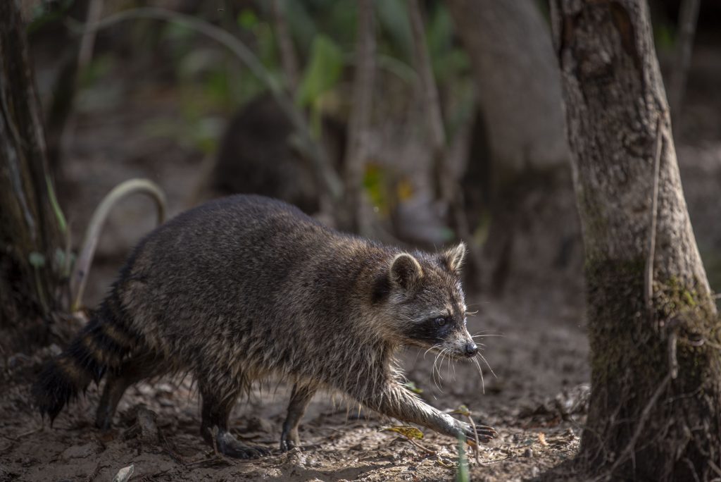 A common inhabitant of the New Orleans woodlands, the raccoon family prows amongst the trees. Photographed by Emily Chandler/BruinLife.