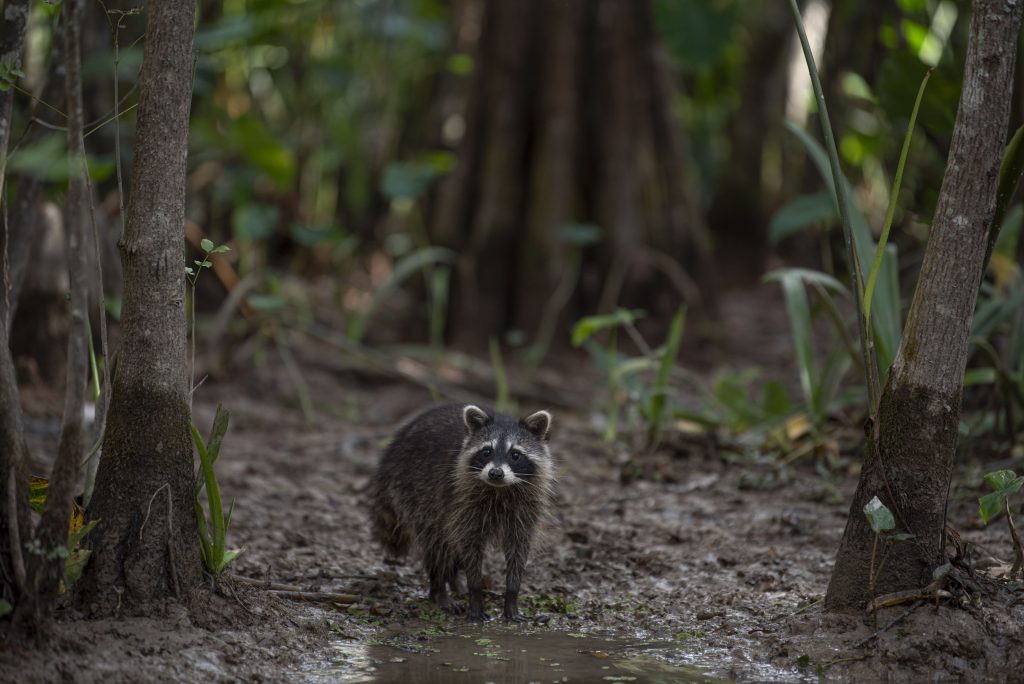 Carefully treading the swamplands, a flurry of young raccoons cool off in the shallow swamplands. Photographed by Emily Chandler/BruinLife.