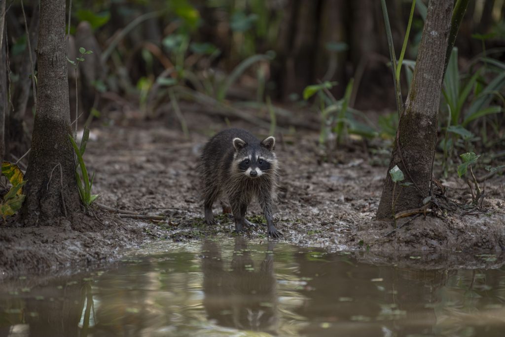 A baby raccoon trails off from his family to survey the passing tour boat at the edge of the river bank. Photographed by Emily Chandler/BruinLife.