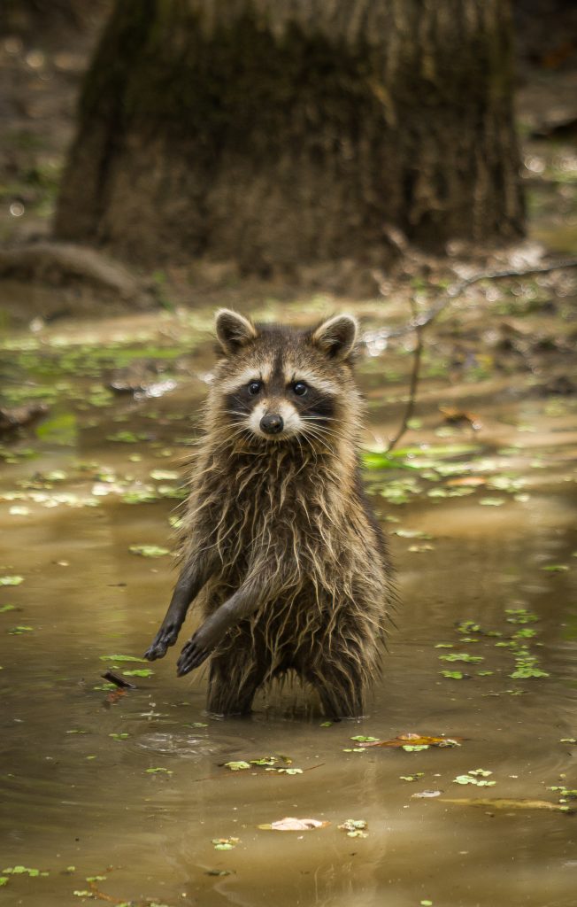 A baby raccoon washes its hands at the edge of the swamp while standing and gazing at passersby. Photographed by Cathryn Kuczynski/Bruinlife.