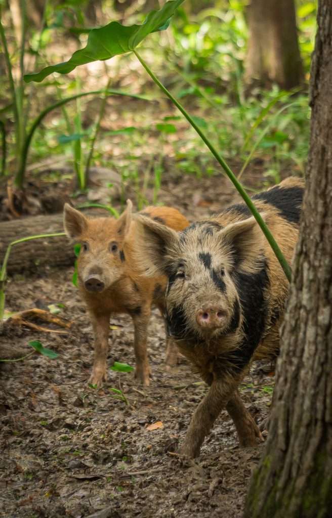 Two wild boars tread along the river edge as they run around the swamplands with their family. Photographed by Cathryn Kuczynski/Bruinlife.