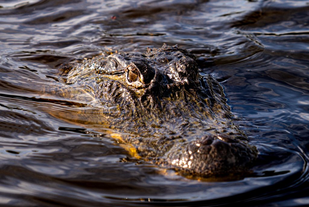 An adult American Alligator floating just above the surface of the river, awaiting its next food source. Photographed by Cathryn Kuczynski/Bruinlife.