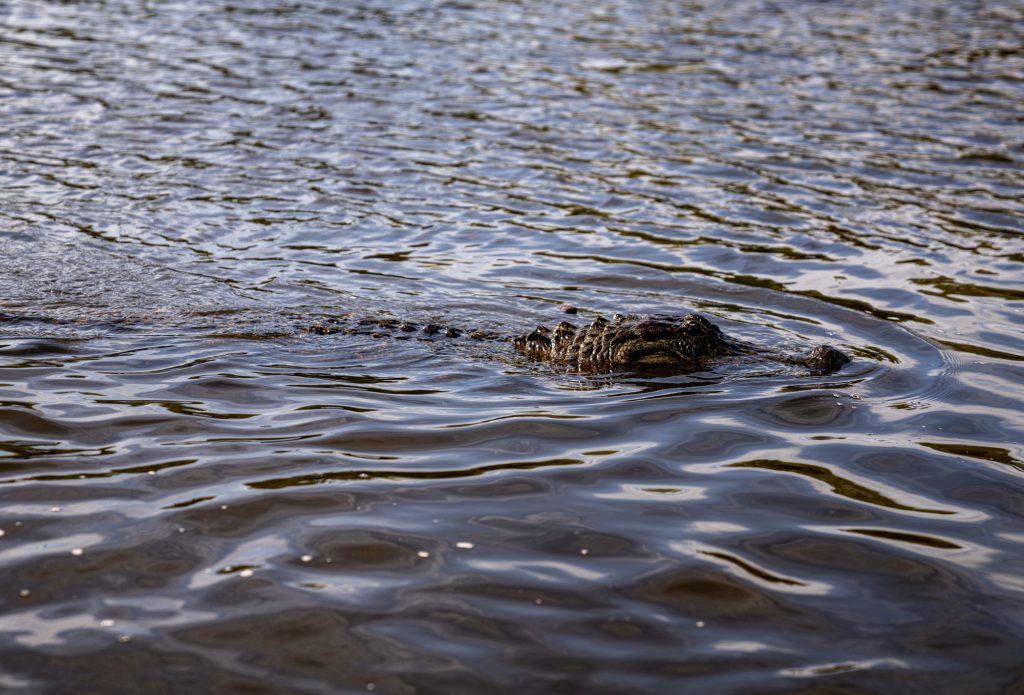 Treading along the surface of the water, an American Alligator makes its presence known. Photographed by Cathryn Kuczynski/Bruinlife.