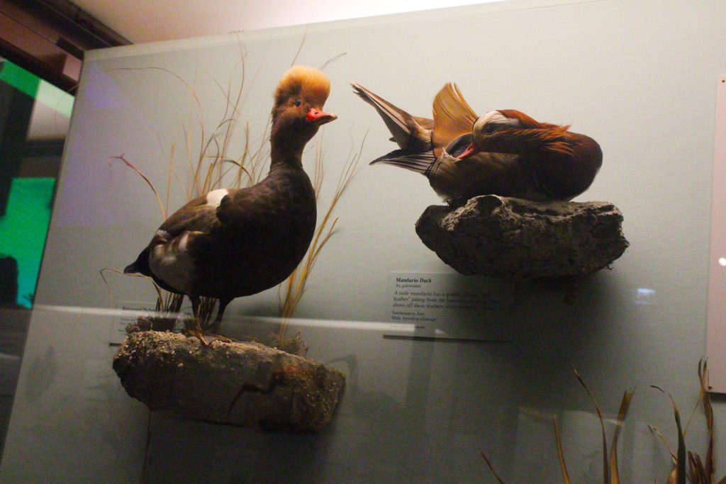 The red-crested pochard (left) and the mandarin duck (right) sport their breeding plumage. Photographed by Gavin Meichelbock/BruinLife.