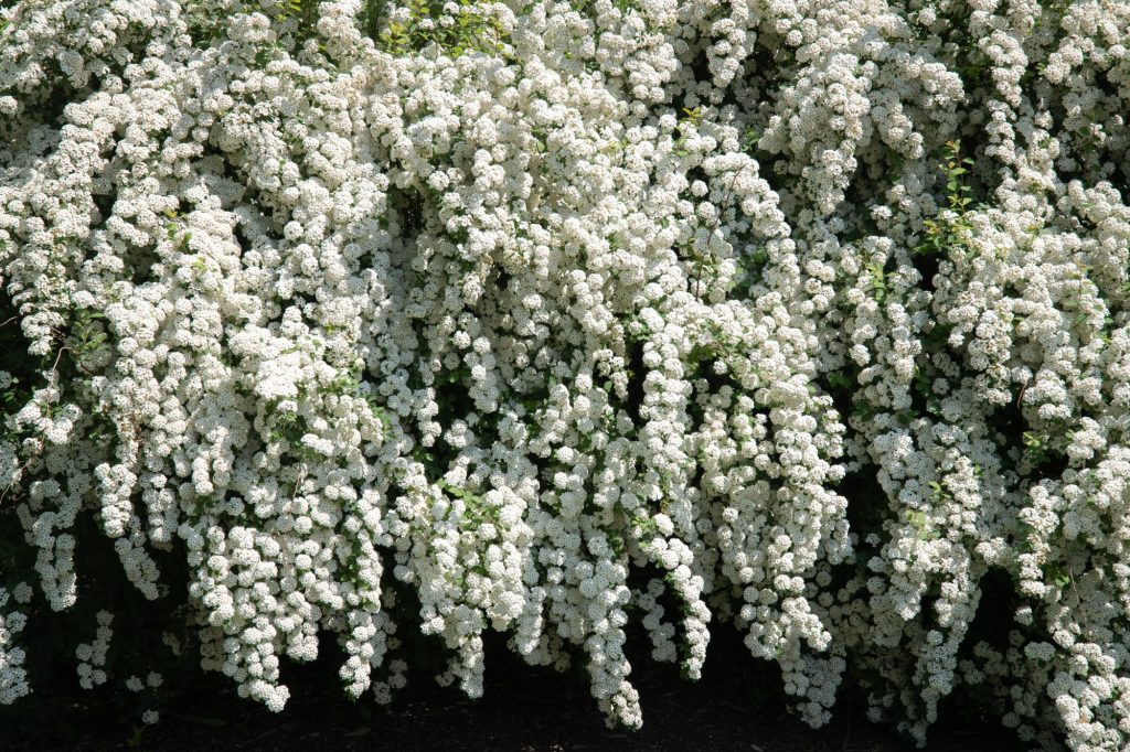 White cherry blossoms form a wall in the Japanese garden of Jackson Park. Photographed by Finn Martin/BruinLife.