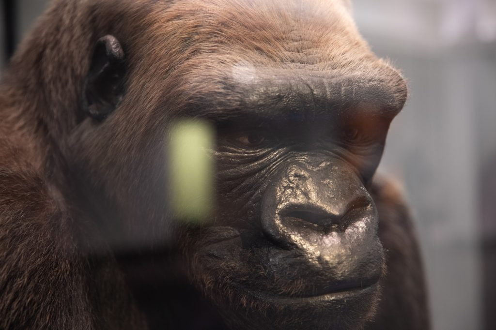 Bushman the gorilla is preserved as a taxidermy. This exhibit has been on display since 1951. Photographed by Finn Martin/BruinLife.