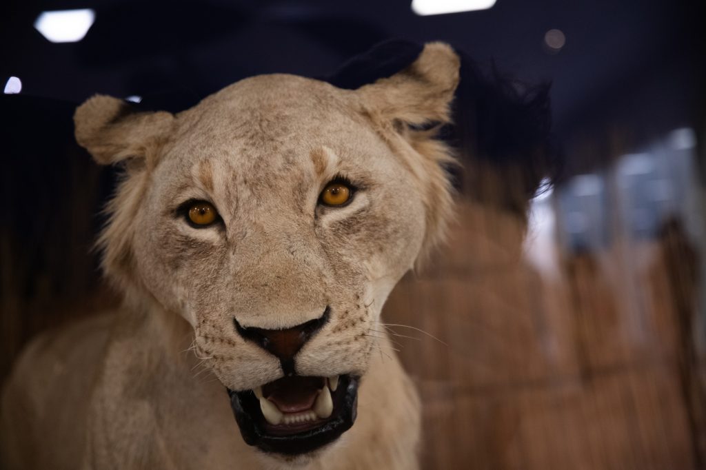 The preserved body of one of the man-eating lions of Tsavo responsible for the death of at least 28 people in 19th-century Kenya is pictured. Photographed by Finn Martin/BruinLife.