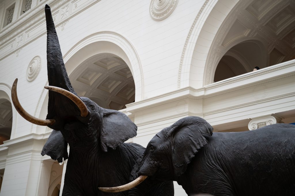 Two sculptures of elephants are pictured. Photographed by Finn Martin/BruinLife.