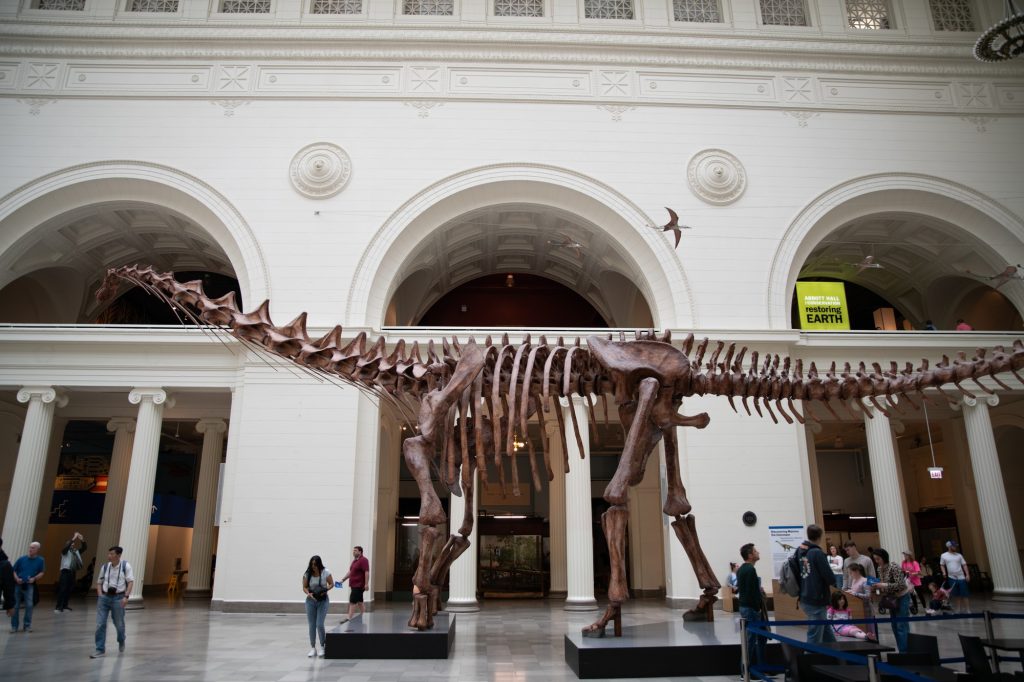 The Titanosaurus skeleton stands inside Field Museum. Photographed by Finn Martin/BruinLife.