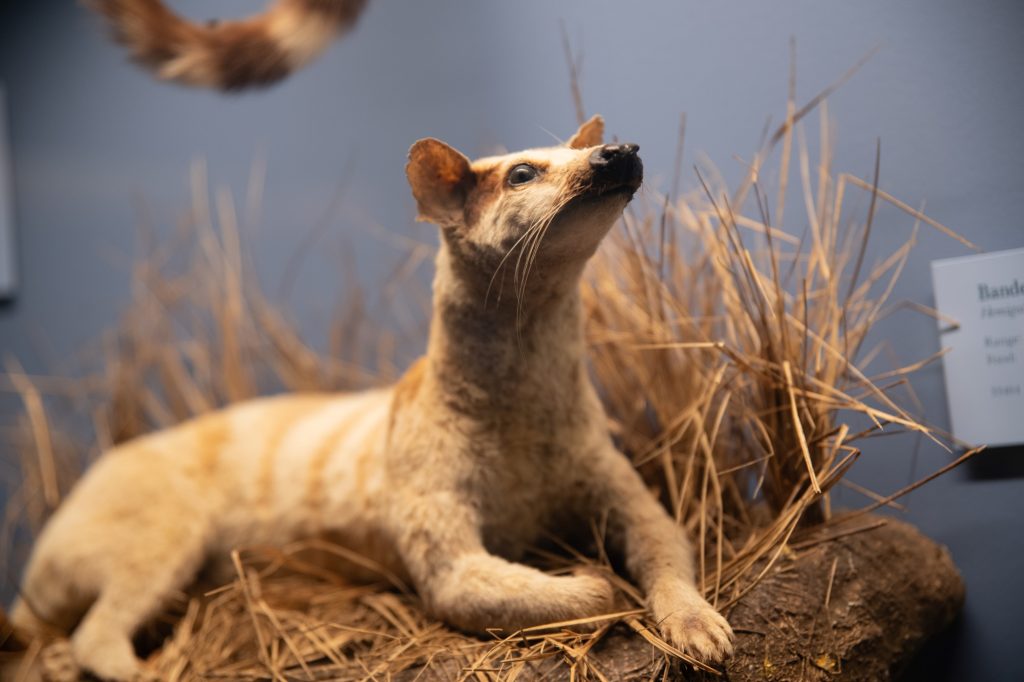 The Field Museum houses exhibits on natural history. Photographed by Finn Martin/BruinLife.