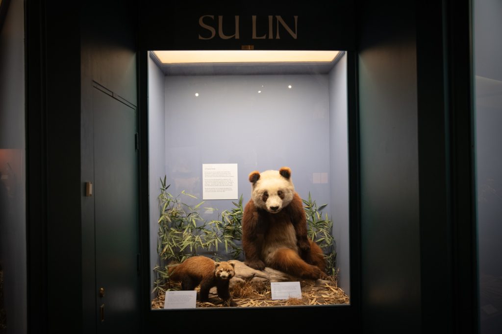 Su Lin stares you down with his red panda friend. Photographed by Finn Martin/BruinLife.