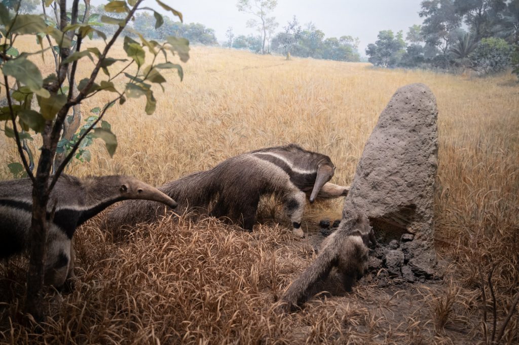 Anteaters march against the termite mound. Photographed by Finn Martin/BruinLife.