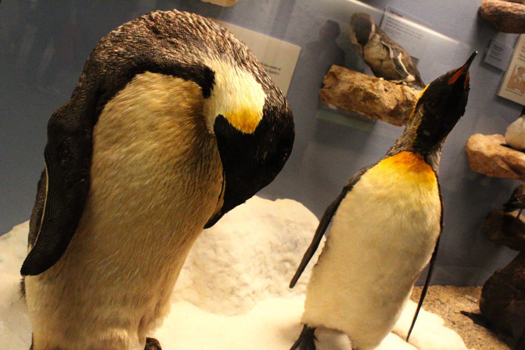 The daddy emperor (left) and king penguins (right) keep their eggs warm by incubating them on their feet. Photographed by Gavin Meichelbock/BruinLife.
