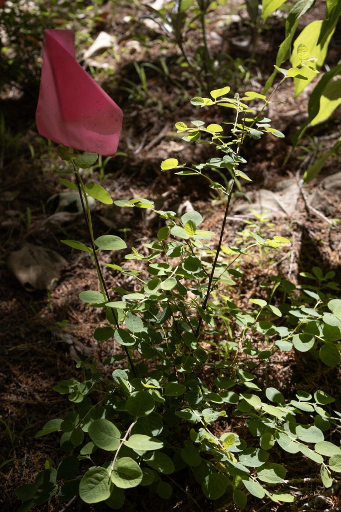 A pink flag marks a native plant along the creek bank. Restoration efforts like these are often overlooked but are crucial to preserving the biodiversity of UCLA's campus. Photographed by Julia Gu/BruinLife.
