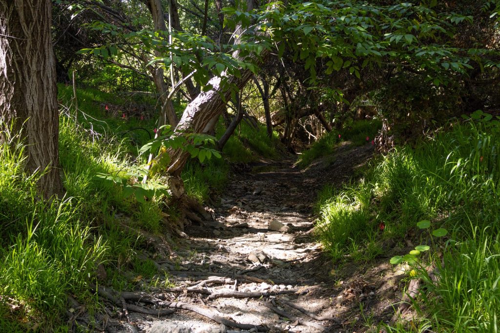 Although shaded by trees and grasses, Stone Canyon Creek exposes a dry riverbed at its southernmost point. Without recent rainfall, the clear water slows to a trickle as it nears campus. Photographed by Julia Gu/BruinLife.