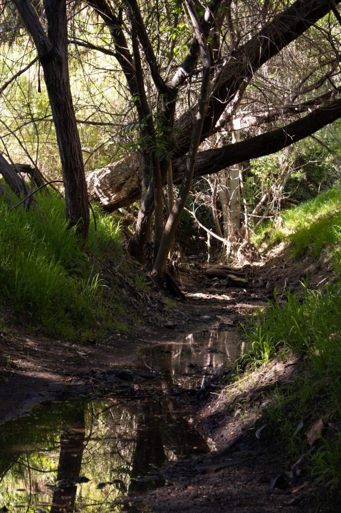 Sunlight dapples through the trees that border the creek. Over the years, the elements have turned older trees into bridges as younger trees grow proud and upright beside them. Photographed by Julia Gu/BruinLife.